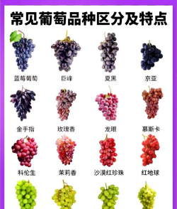 葡萄提都有哪些