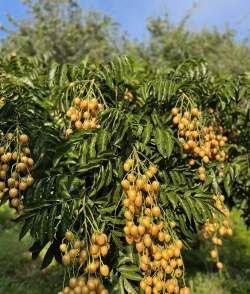 黄皮有哪些种类