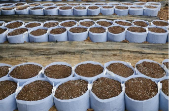 盆栽有哪些基质