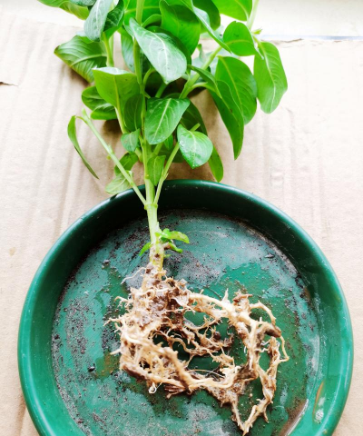 家庭养花用生根粉