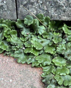 地钱植物有哪些