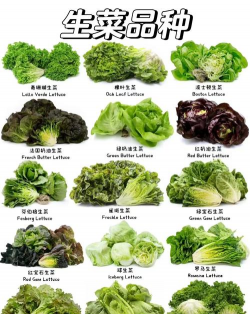 生菜分哪些品种
