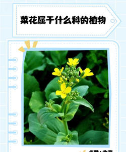 哪些蔬菜属于花 哪些蔬菜属于花