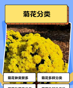 菊花怎么分 菊花怎么分