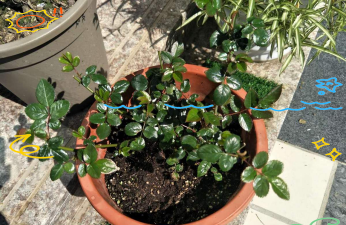 家庭养花用生根粉