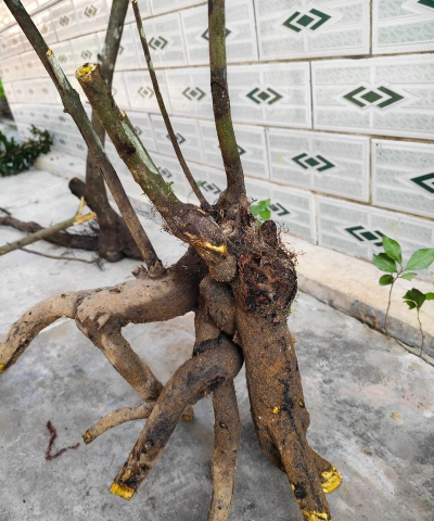 家庭养花用生根粉