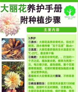 怎么种大丽花