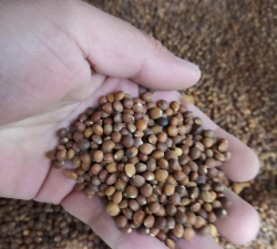 黄连木种子是什么样子得