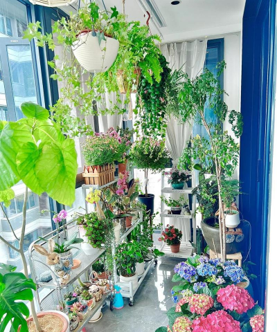 家庭养花用生根粉