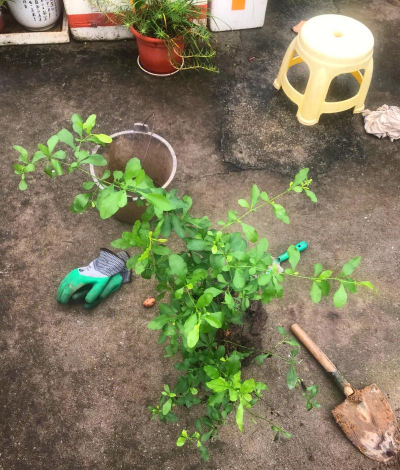 雪蓝花如何施肥