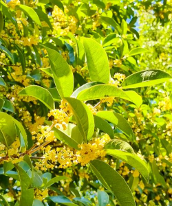 秋天浙江有哪些花