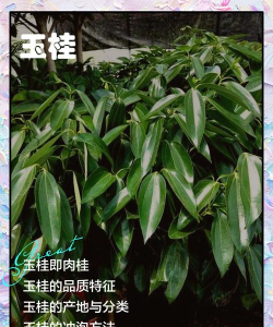 肉桂什么科植物