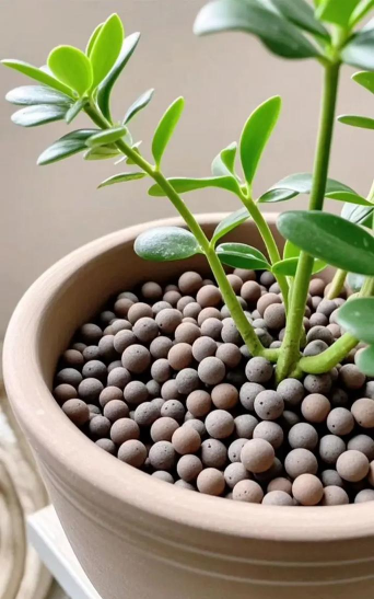 陶粒怎么种花