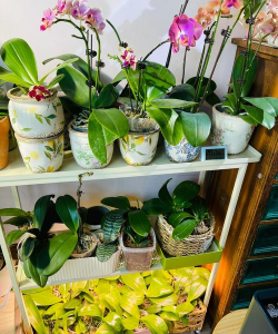 家庭养花用生根粉