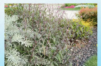 上海哪些草像柳叶