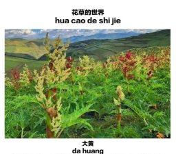 大黄是什么花