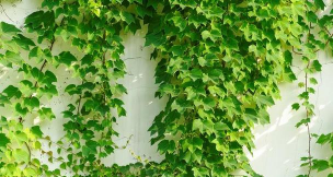 为什么常春藤叫常春藤