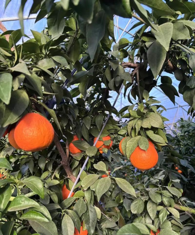 红美人柑橘露天种植需要注意什么红美人柑橘露天种植技