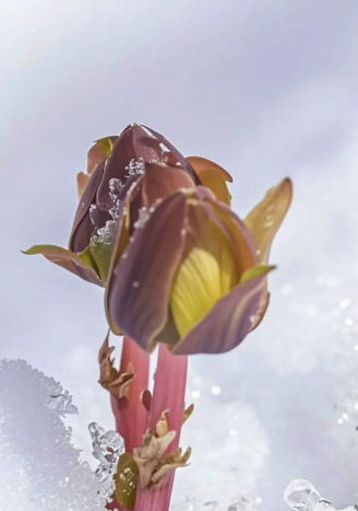 华北冬季花卉有哪些