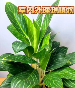 白雪公主植物怎么养护