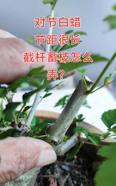 对节白蜡小盆栽怎么养