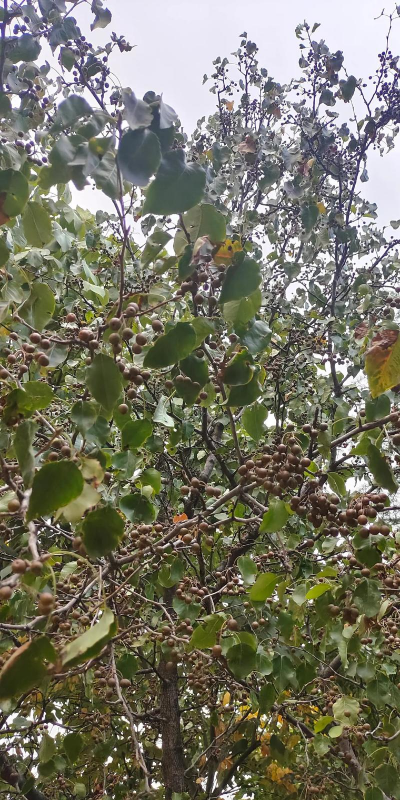 沙雕果树小果长什么样子