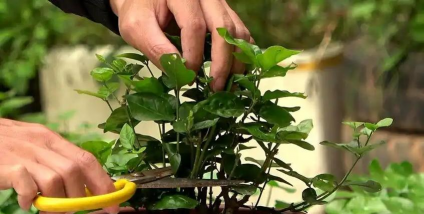 家庭养花用生根粉