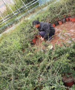 家庭养花用生根粉