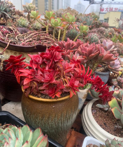 家庭养花用生根粉