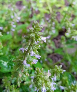 荔枝草的花是什么样的
