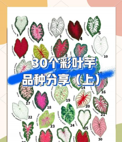 彩叶品种包括哪些