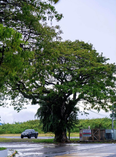 耐湿树种有哪些
