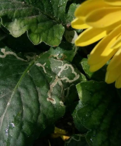 非洲菊虫害有哪些