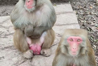 猴通过什么繁殖下一代