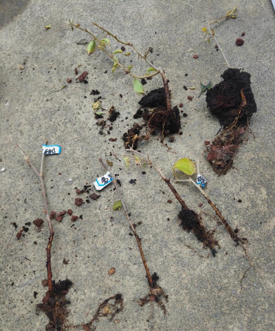 家庭养花用生根粉