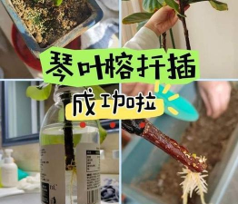 家庭养花用生根粉