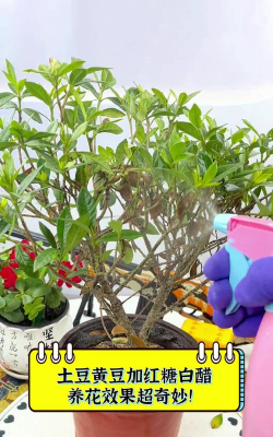 家庭养花用生根粉