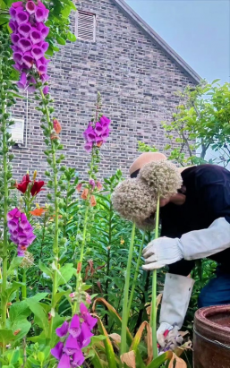 家庭养花用生根粉