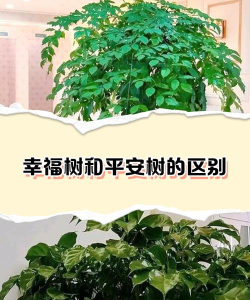 为什么平安树比幸福树贵
