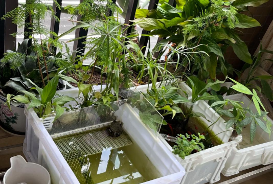 家庭养花用生根粉