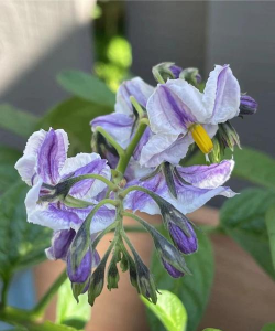 人参果花是什么样子的