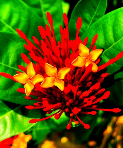 木夲花卉有哪些