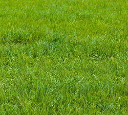 哪些土地可以种植草