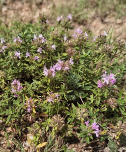 百里香是什么植物香料