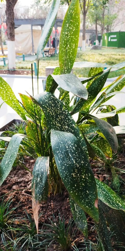 一叶兰花有什么药用吗