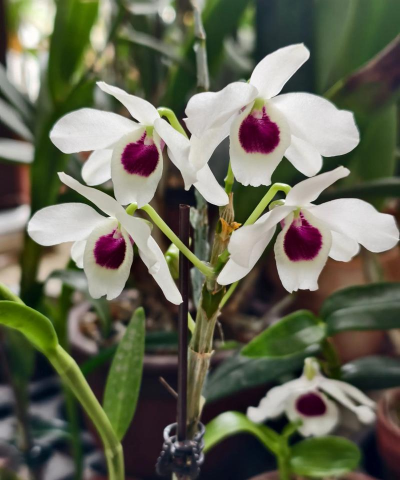 开白花带红芯的是什么花