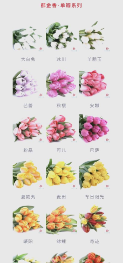 郁金香哪些品种