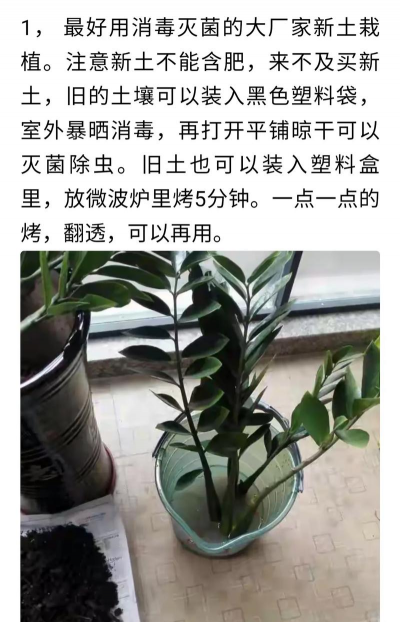 金钱木长虫怎么处理