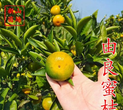由良蜜桔品种特性，市场分析及种植技术