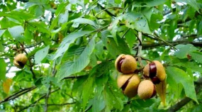 七叶树跟什么树相似